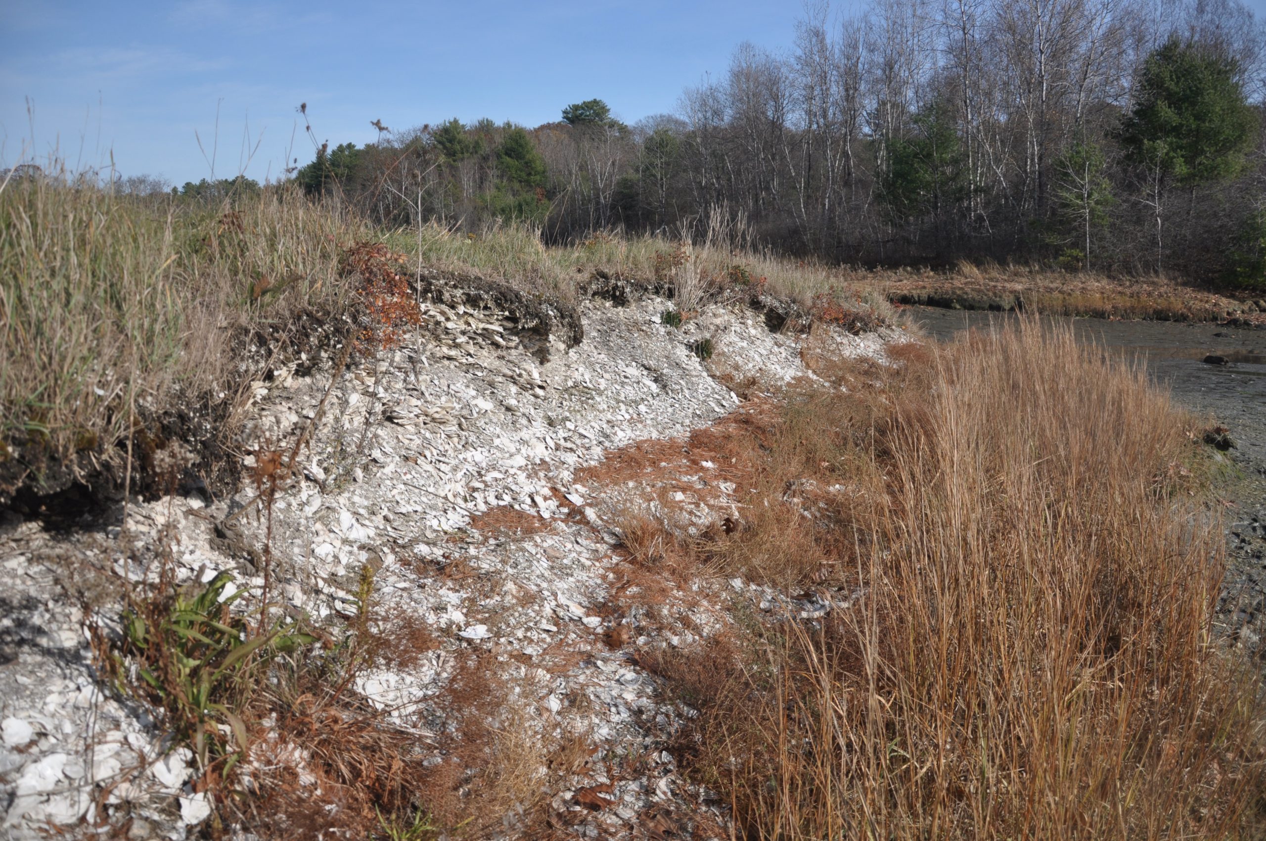 Bucksport Bay Business Coalition